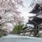 桜のころ阿蘇神社