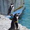 ペンギンは上を向く