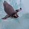 泳ぐペンギン
