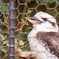 凛とした鳥さん