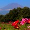 秋桜、富士を見上げる。