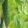 夏野菜