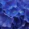 紫陽花の涙