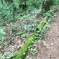 戸隠山山道にて