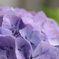 我が家のベランダに咲いた紫陽花
