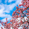 西新井大師の桜