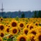 石川県河北ひまわり村