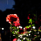 夜薔薇
