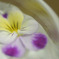 CRW_2410_RJ