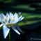 water lily