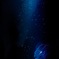 Shine of jellyfish