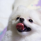 かわいい巻き舌