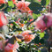 In the rose garden