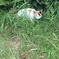 ねこ