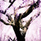 Wisteria Breeze