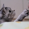 ちょいと
