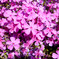 ピンクの花