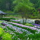 永澤寺 花菖蒲