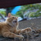 吾輩ハ猫ナノダ