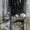 三匹の子猫