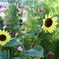 Italian sunflower