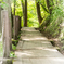 朝のお散歩道
