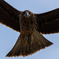 Black Kite