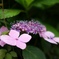 紫陽花