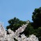 春が来た