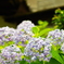 紫陽花