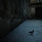 a pigeon