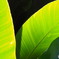 Vivid Green!