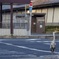 渡り鳥