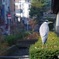 京の鳥