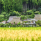 そろそろ稲刈りですな。