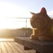 夕日を浴びる猫