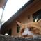 門猫