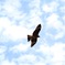 black kite