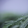 September　rain
