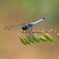 dragonfly_1