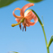ノヒメユリ～平尾台にて～