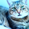 meow