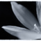 Rain lily