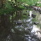 くつろぎの水辺