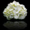 Hydrangea