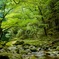 赤目の森