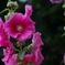 夏の華