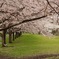 八王子片倉城址公園の桜
