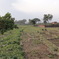 DSC00393