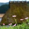 秋桜と茅葺き